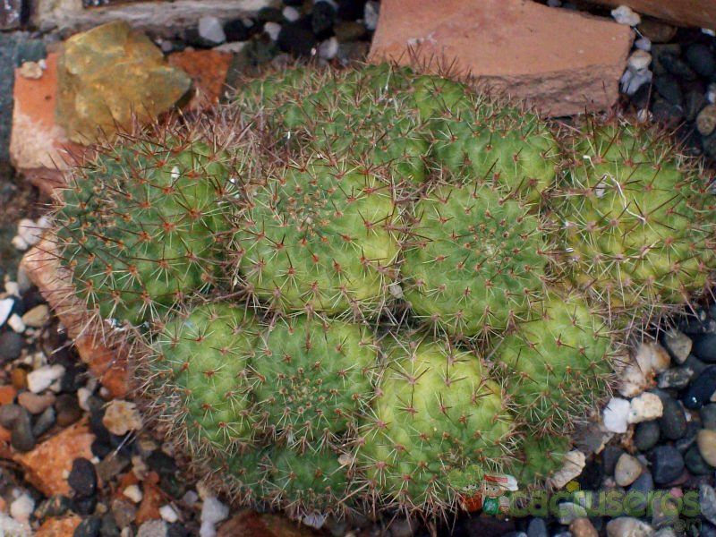 Una foto de Rebutia deminuta