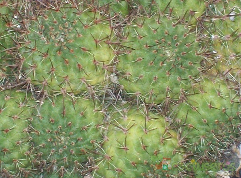 Una foto de Rebutia deminuta