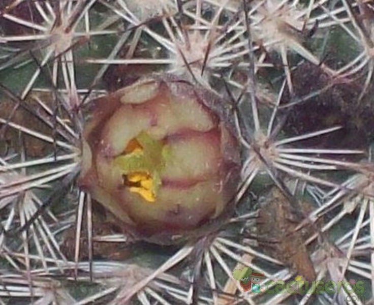 Una foto de Mammillaria dioica subsp. angelensis
