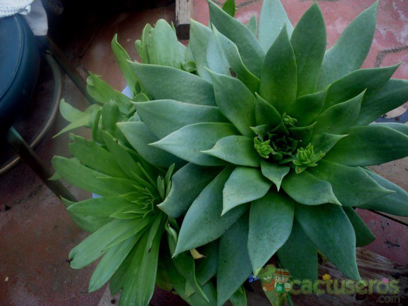 A photo of Dudleya brittonii