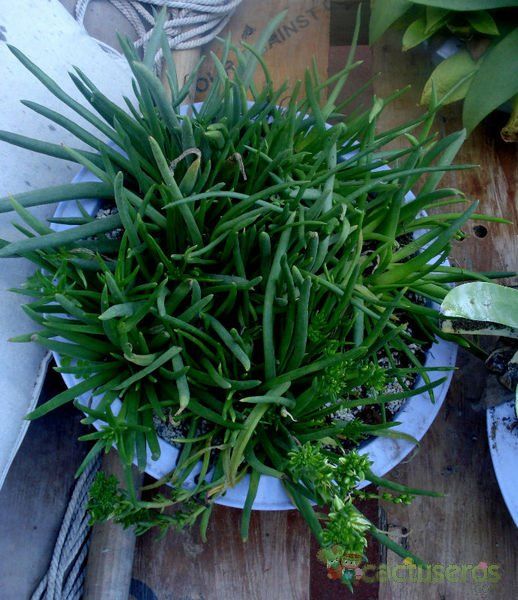 A photo of Dudleya attenuata