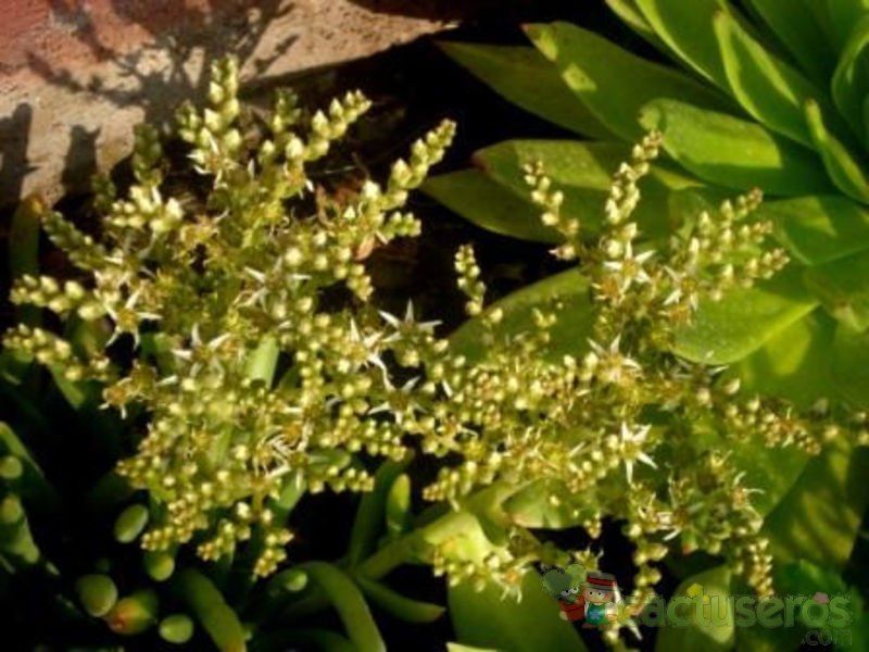 A photo of Dudleya brittonii