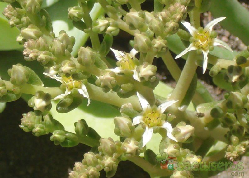 A photo of Dudleya brittonii