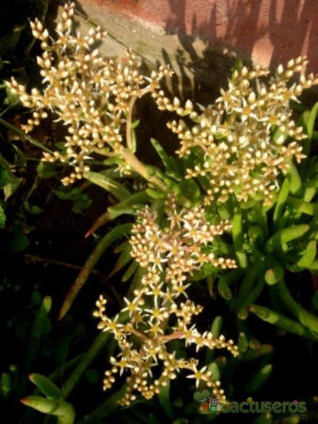 A photo of Dudleya attenuata