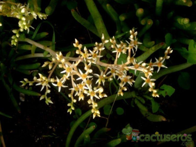 A photo of Dudleya attenuata