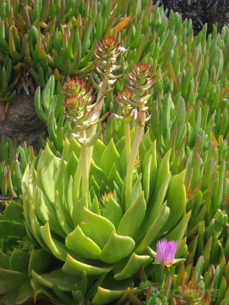 A photo of Dudleya brittonii