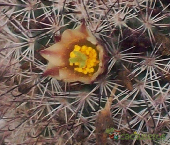 Una foto de Mammillaria dioica subsp. angelensis