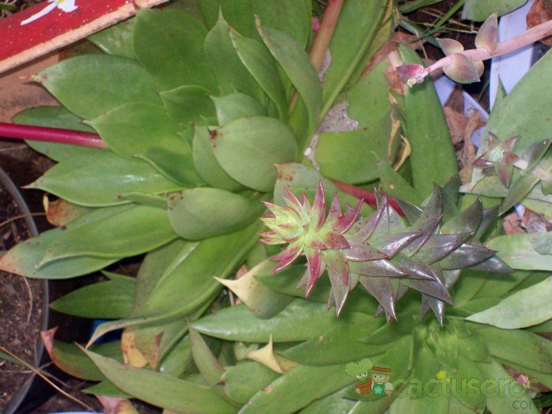 A photo of Dudleya brittonii