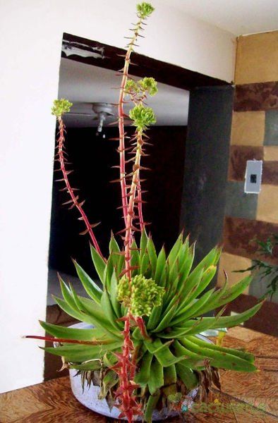 A photo of Dudleya ingens