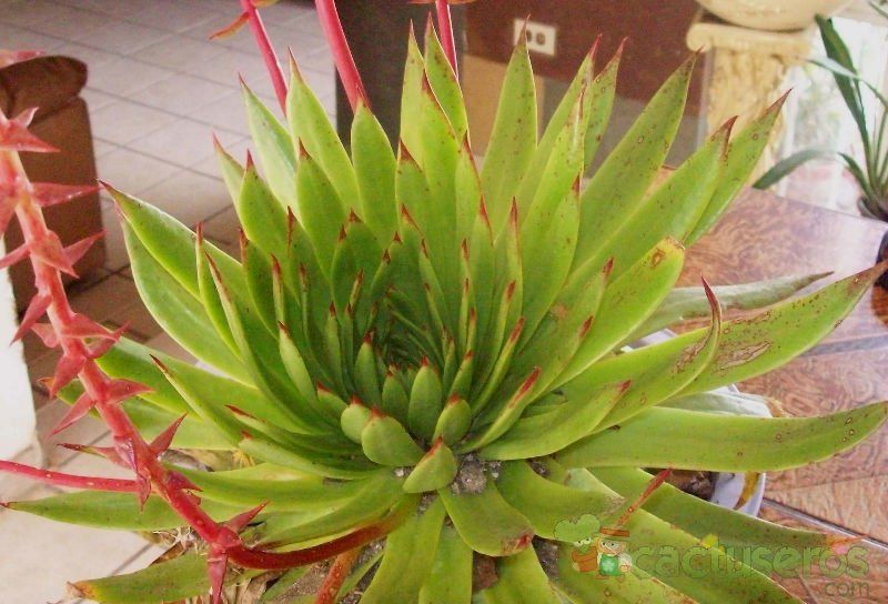 A photo of Dudleya ingens