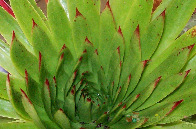 A photo of Dudleya ingens