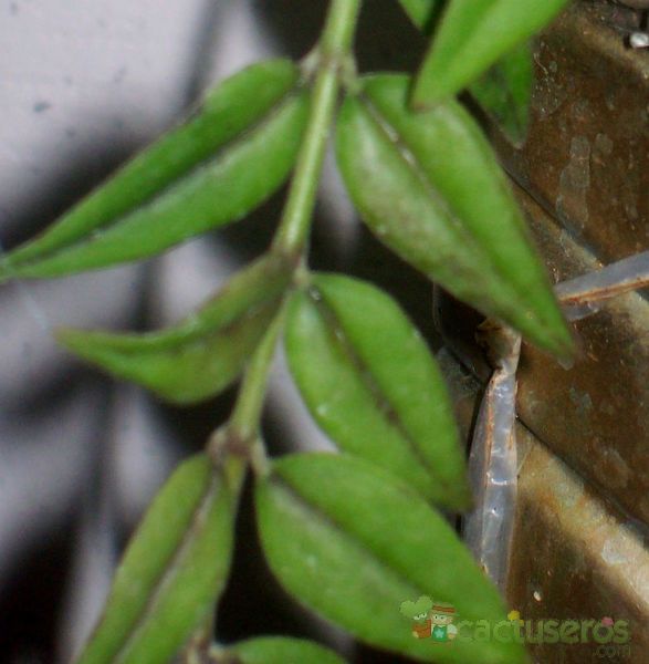 A photo of Hoya lanceolata subsp. bella