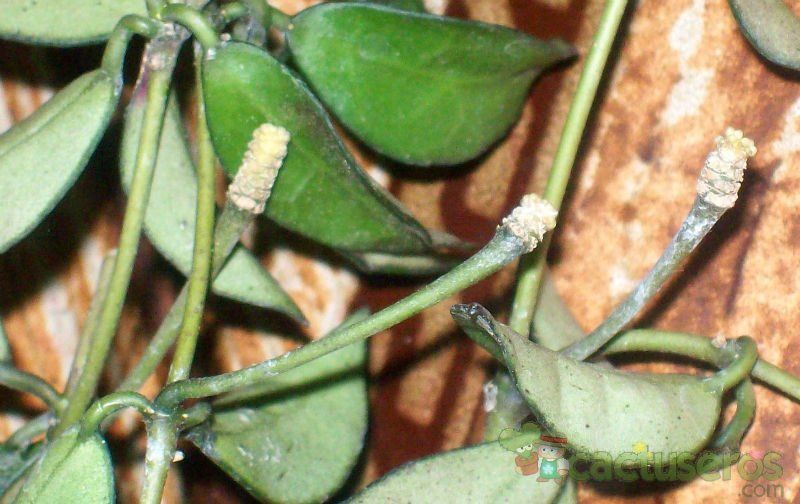 Una foto de Hoya lacunosa