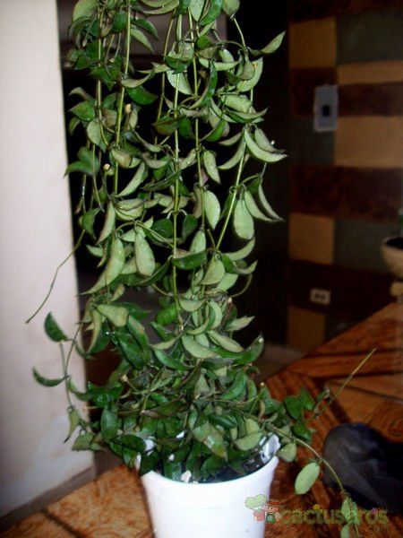 A photo of Hoya lacunosa