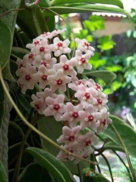 Una foto de Hoya carnosa cv. krimson queen