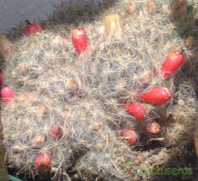 A photo of Mammillaria prolifera