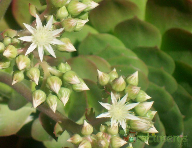 A photo of Aeonium urbicum