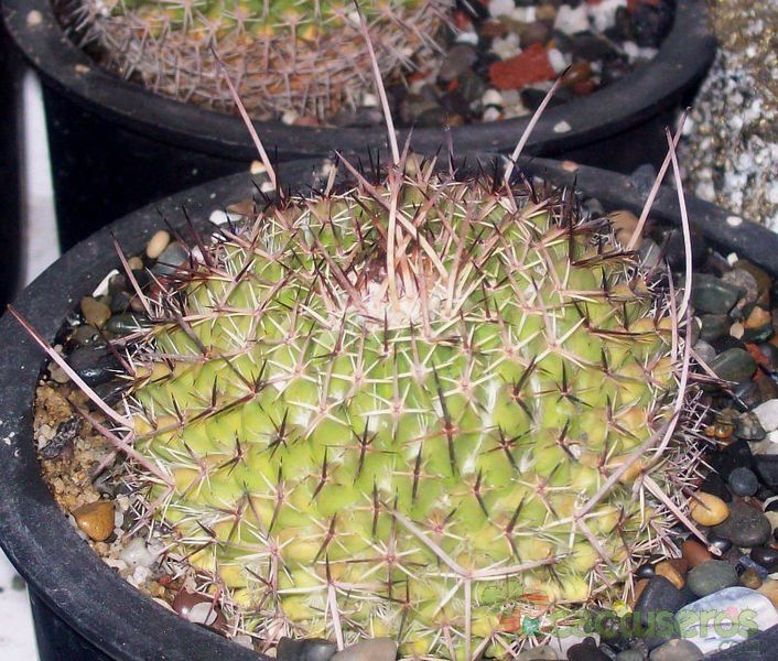 Una foto de Mammillaria compressa ssp centralifera