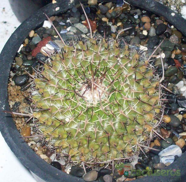 Una foto de Mammillaria compressa ssp centralifera