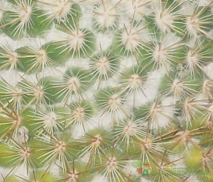 Una foto de Mammillaria columbiana ssp. columbiana