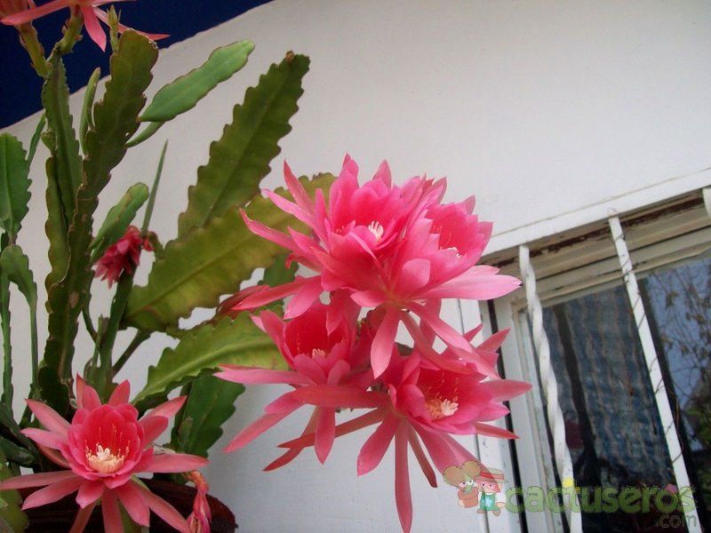 Una foto de Epiphyllum cv. pink padre