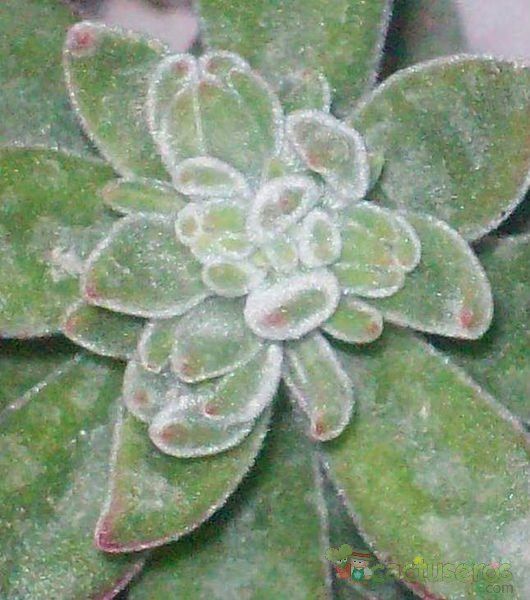 Una foto de Echeveria X pulv oliver (E. pulvinata x E. harmsii) (Hibrido)
