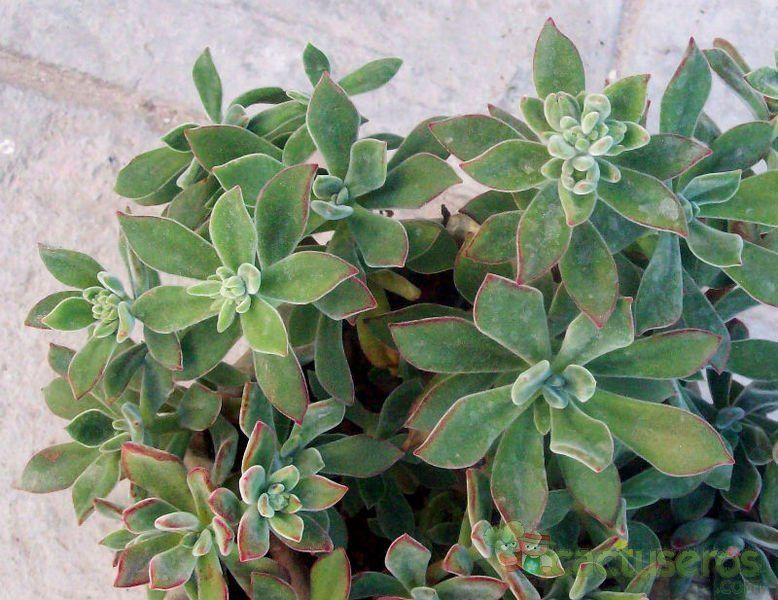 A photo of Echeveria X pulv oliver (E. pulvinata x E. harmsii) (Hibrido)