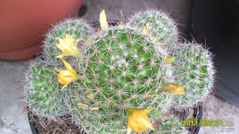 Una foto de Mammillaria beneckei