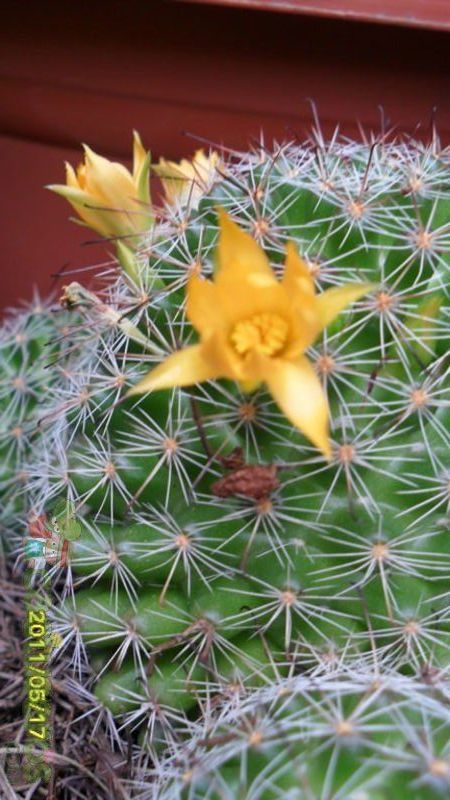 Una foto de Mammillaria beneckei