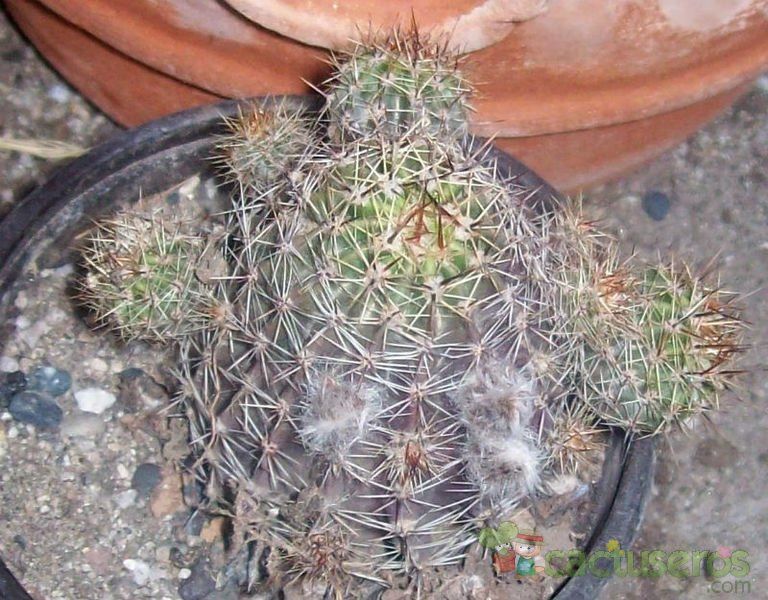 A photo of Echinopsis haematantha