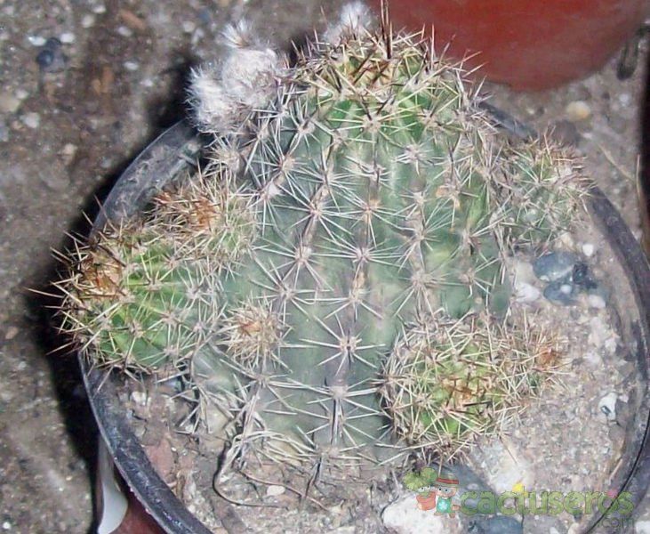 A photo of Echinopsis haematantha