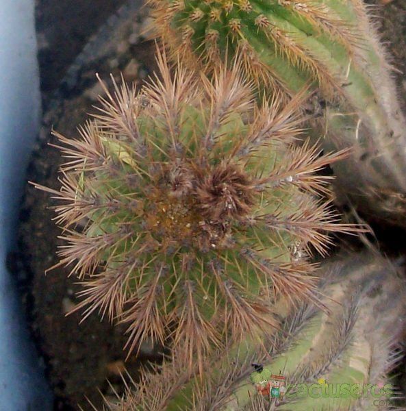 Una foto de Echinopsis spachiana