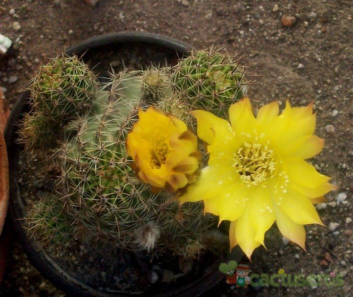 A photo of Echinopsis haematantha