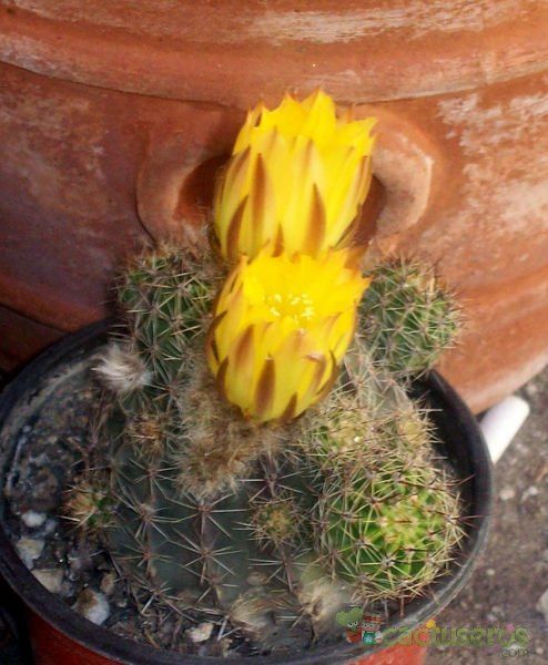 A photo of Echinopsis haematantha