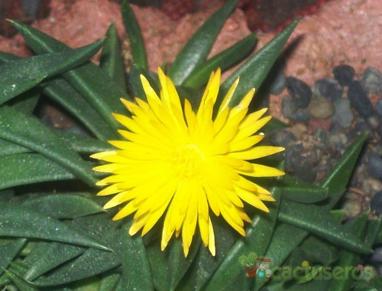 Una foto de Bergeranthus vespertinus