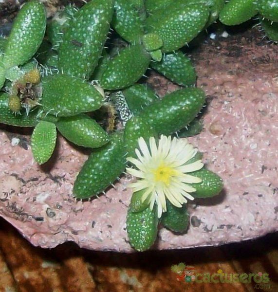 A photo of Delosperma echinatum