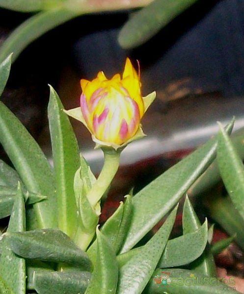 A photo of Bergeranthus vespertinus