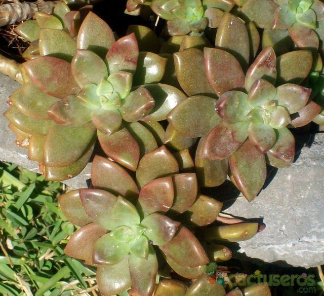 A photo of Graptosedum cv. Bronze (Graptopetalum paraguayense x Sedum stahlii) (Hibrido)