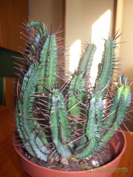 Una foto de Euphorbia ferox