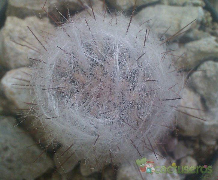 A photo of Oreocereus trollii