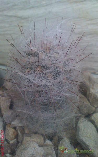 A photo of Oreocereus trollii