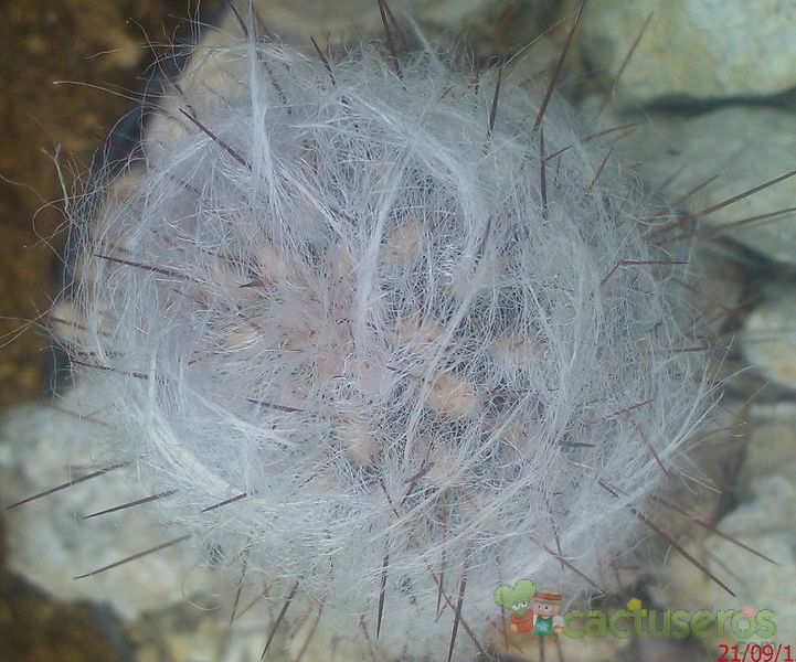 A photo of Oreocereus trollii