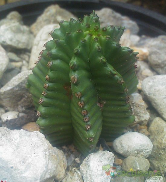 Una foto de Euphorbia anoplia