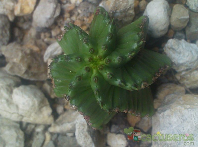 Una foto de Euphorbia anoplia