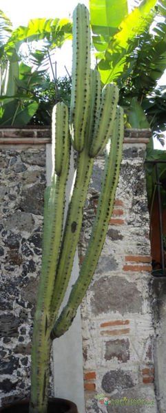 A photo of Myrtillocactus schenckii