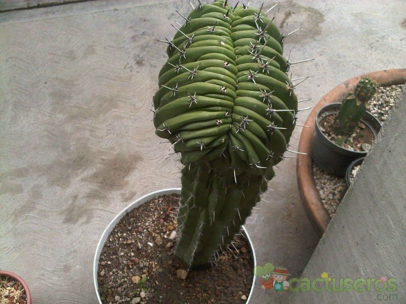 A photo of Myrtillocactus schenckii fma. crestada