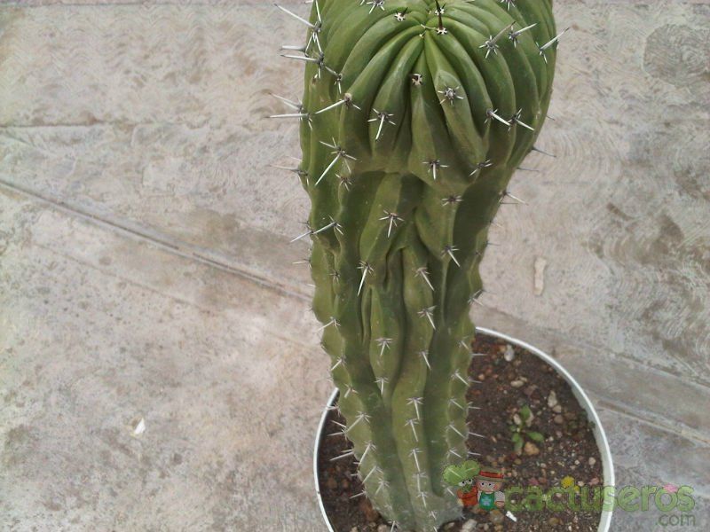 Una foto de Myrtillocactus schenckii fma. crestada