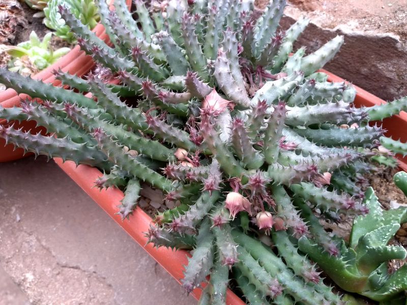 A photo of Huernia macrocarpa subsp. concinna