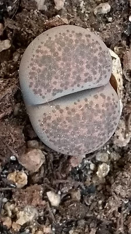 A photo of Lithops terricolor