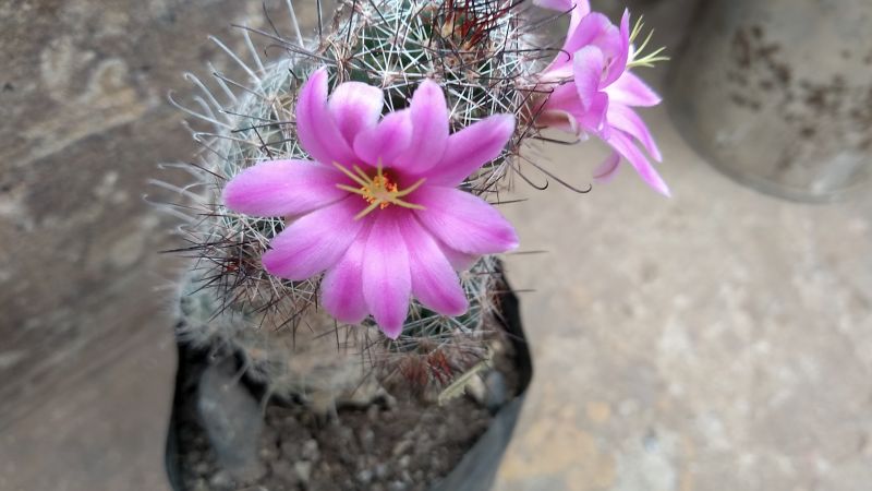 Una foto de Mammillaria sheldonii